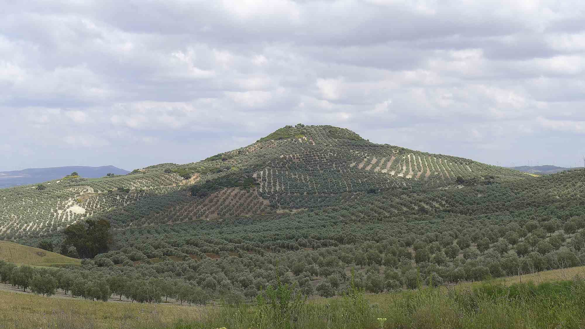 SUPERDOBRE piekne góry oliwne